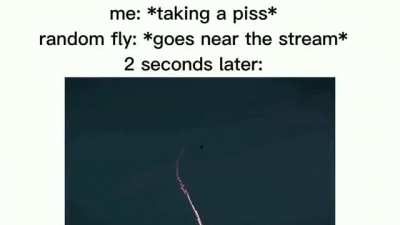 Fly