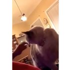 That cat crazy