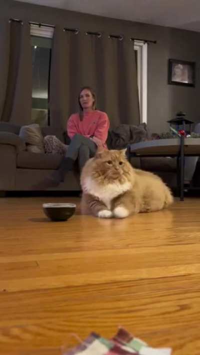 Are you kitting me?