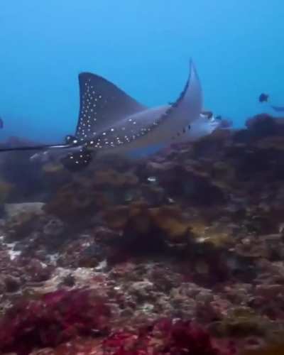? This amazing Eagle ray spotted at Manta Point ?