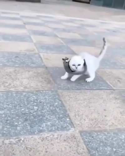 A sugar glider taming a kitten