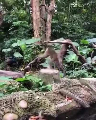 This monkey must be brought to the new age ???