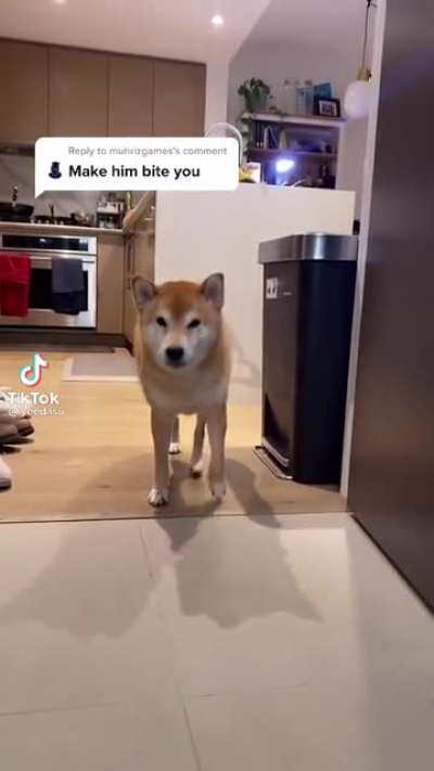 Cute doggo
