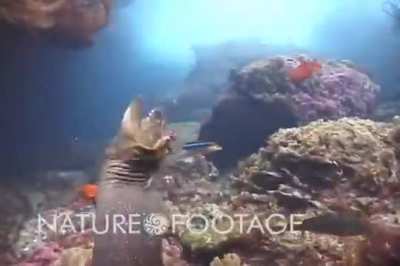 ? Octopus Rides Eel To Avoid It's Jaws & Makes A Clean Getaway