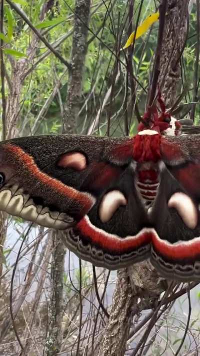 ? The massive Hyalophora cecropia, the largest moths found in North America. And yes, they're dancing the mattress mambo ?