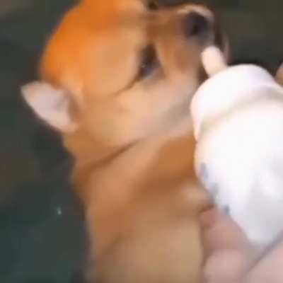 feeding time
