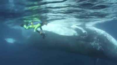 WCGW swimming close to a whale