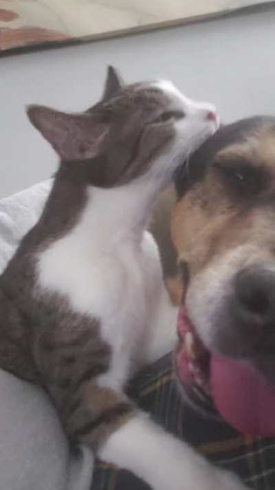 She goes into derp mode when her ears are licked