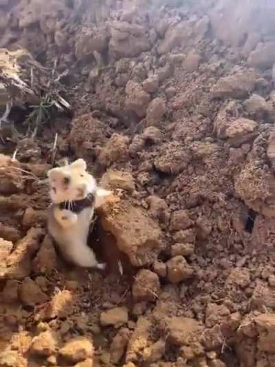 Defensive posturing from a wild hamster. ?