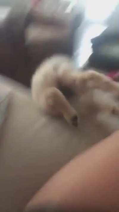 He finally caught his tail, but at a great cost