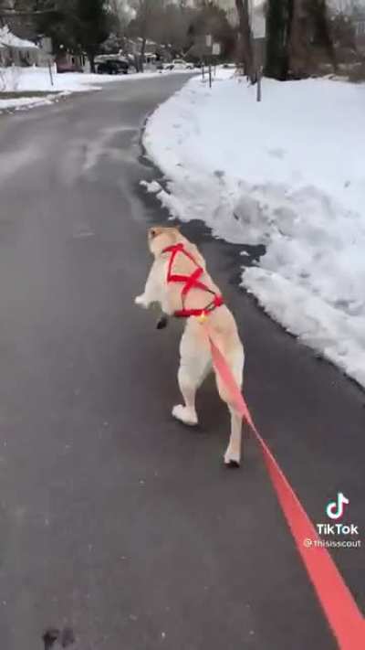 So apparently dogs "chirp" when they hit warp speed.