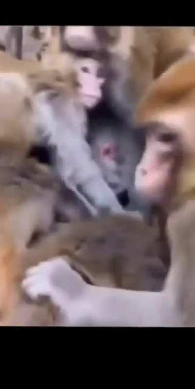 Monke generator