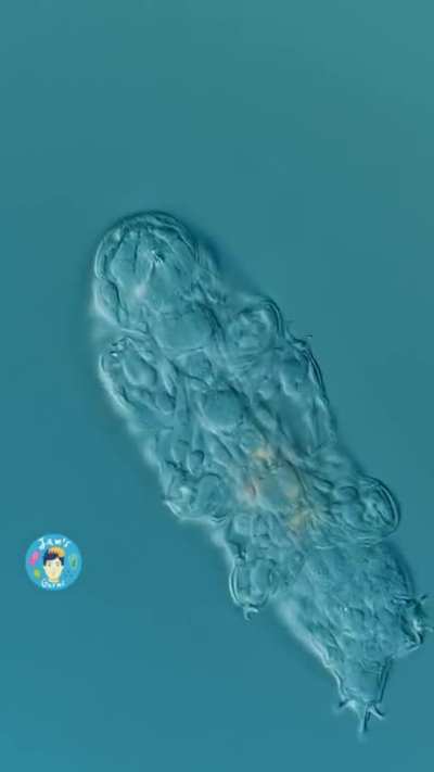 Close Up Look - Tardigrade/Water Bear