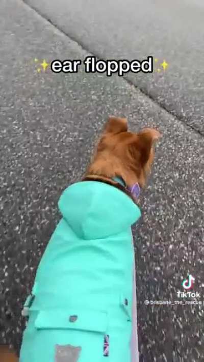 Ear flopped