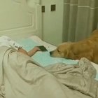 wholesome dogoooo