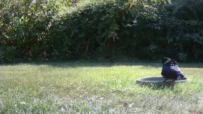 ? crow starts a fight between two vultures, then profits