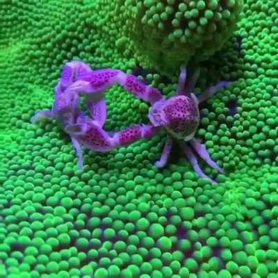 ? two crabs on anemone
