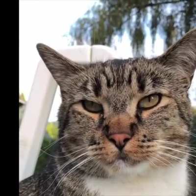 "Meow!"
