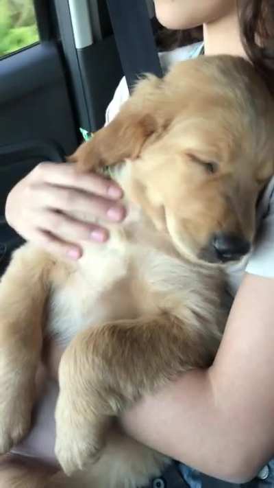 My sweet puppy sleeping in my girlfriend's arms while listening to country music ?