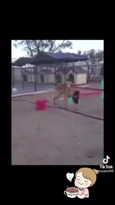 This dog has serious skills