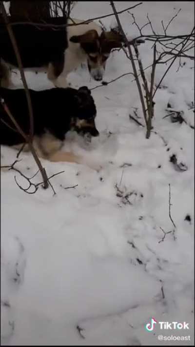 Radio active stray dogs from Pripyat, Ukraine near Chernobyl.