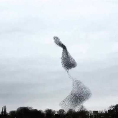 ? A murmuration of starlings. ?