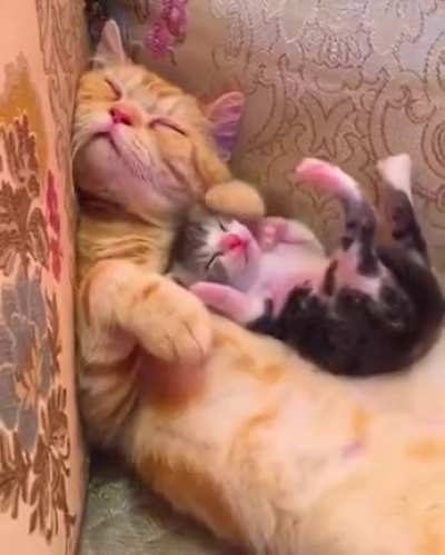 All the belly