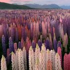 ? field of wild lupine in new zealand