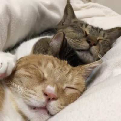 Purrfect little catnaps