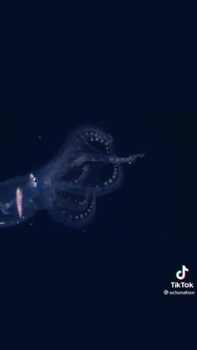 ? glass octopus