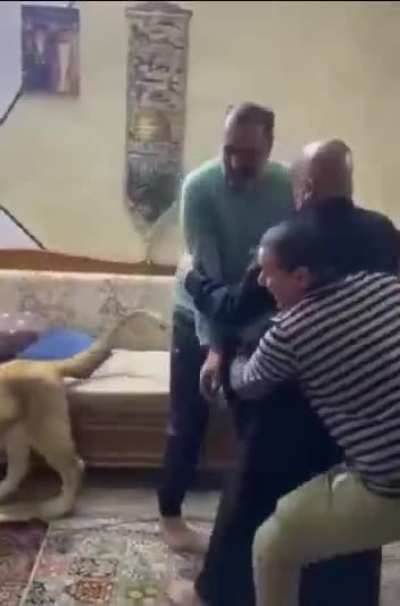 Big cat vs. Man
