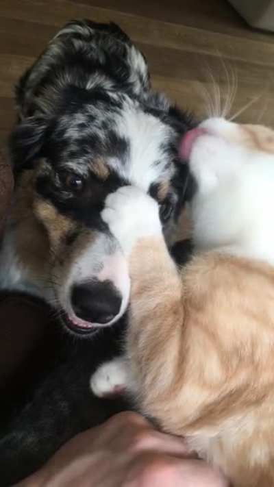 My Pablo loves to clean his girlfriend Sky