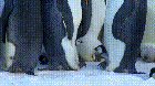 Dad teaches a kid not to bully