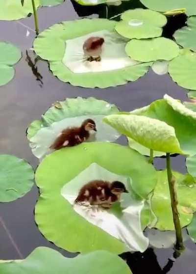 ? ducklings taking baths on water lilies ?