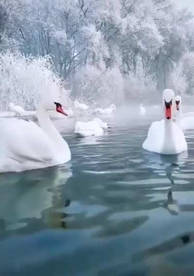 ? The sheer beauty of this winter scene