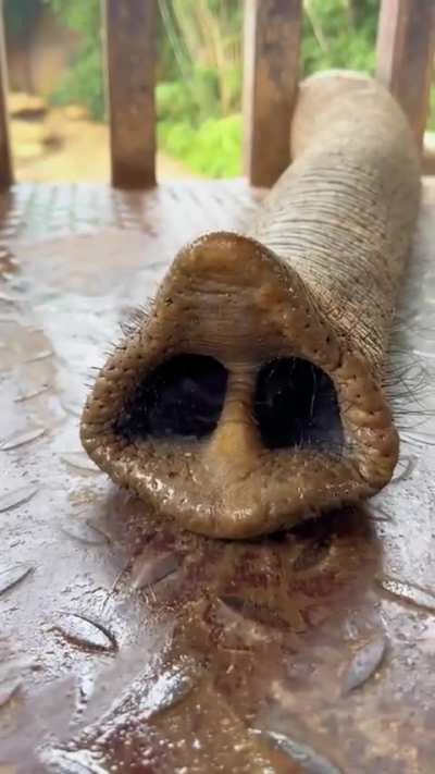 An elephant demanding treats with their trunk