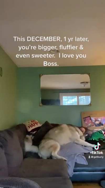 Alaskan Malamutes??