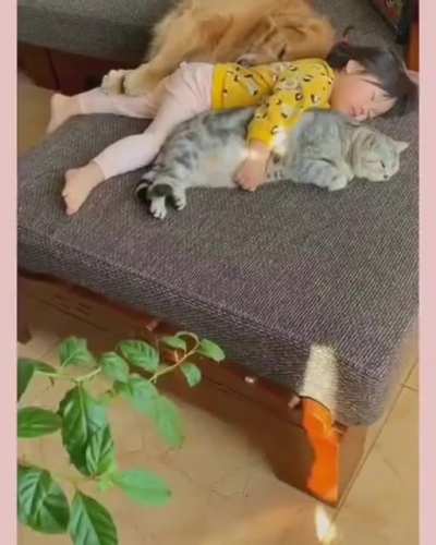 This video of a little girl napping with her pets?