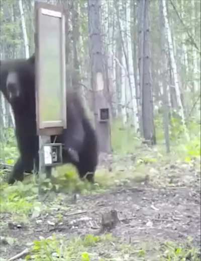 ? A bear's reaction to a mirror test
