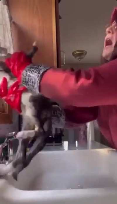 Kitty doesn't enjoy bath time