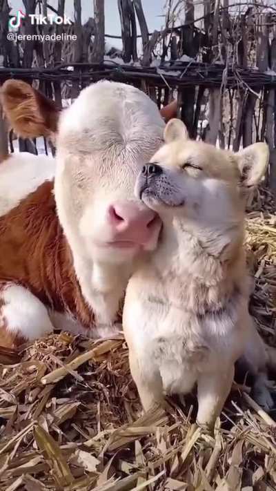 ? warmth of love ?