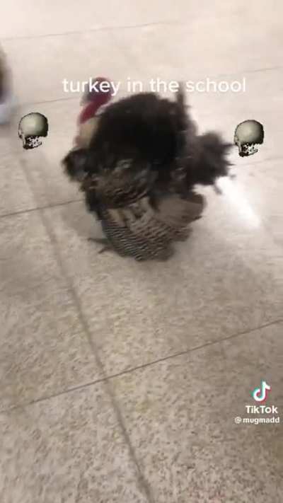School Turkey About To Become Dinner ???