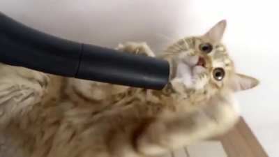 Loves the vacuum until...
