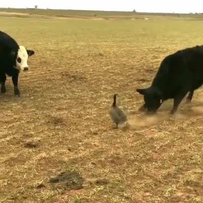 ? Cows trying to scare Canada Goose