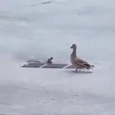 The Ducksss :(