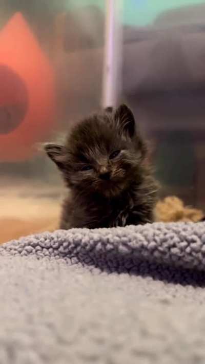 Smol and sleepy
