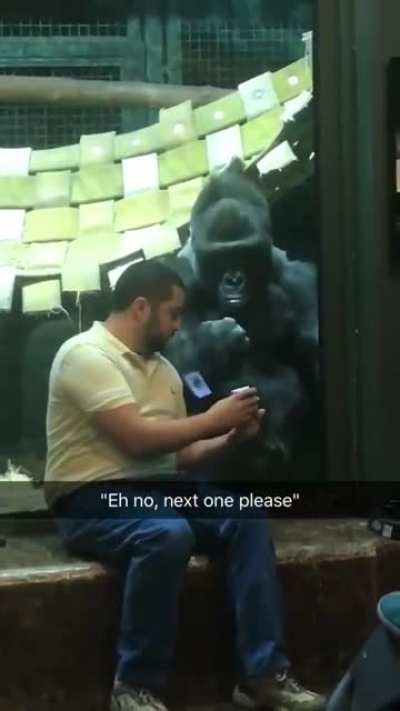 Dude was showing the gorilla pictures of female gorillas and he for real is like "next one please"
