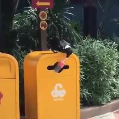 ? A crow doing his part to save the planet ?