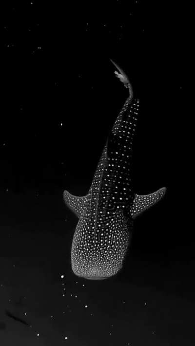 A whale shark gliding through bioluminescent algae appears to be swimming in space.