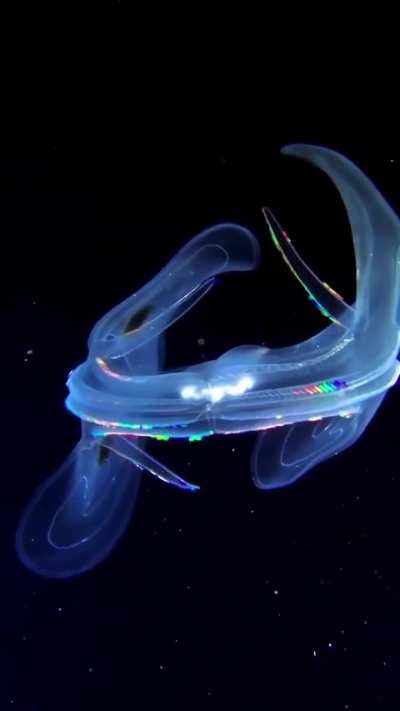 ?Ctenophora, commonly known as comb jellies